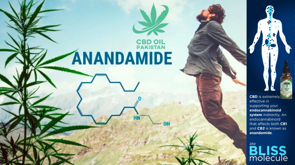 Anandamide: The Bliss Molecule & Cannabis